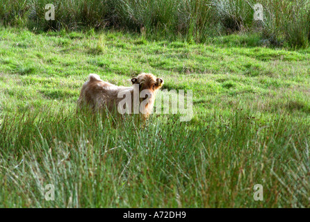 Schottische Hochlandrinder Kälber, Schottland, Vereinigtes Königreich Stockfoto