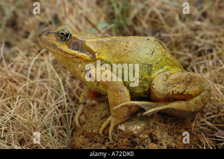 Grasfrosch Stockfoto