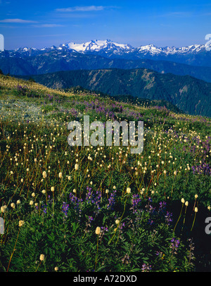 Blühende Sommerblumen Wild entlang Hurricane Ridge Olympic National Park Stockfoto