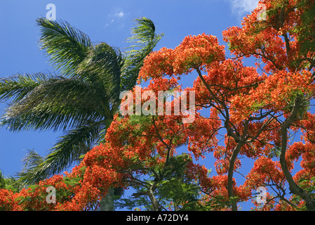 Royal Poinciana Baum in Blüte Stockfoto