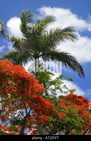 Royal Poinciana Baum in Blüte Stockfoto