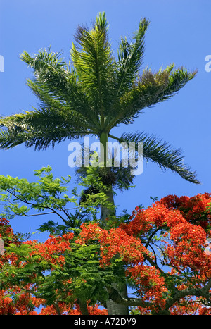 Royal Poinciana Baum in Blüte Stockfoto