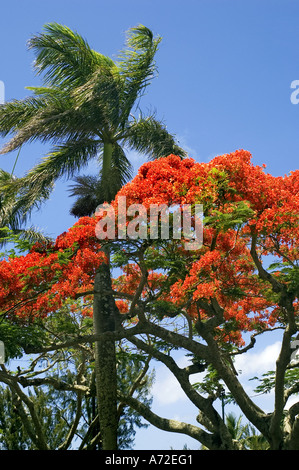 Royal Poinciana Baum in Blüte Stockfoto