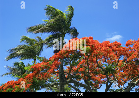 Royal Poinciana Baum in Blüte Stockfoto