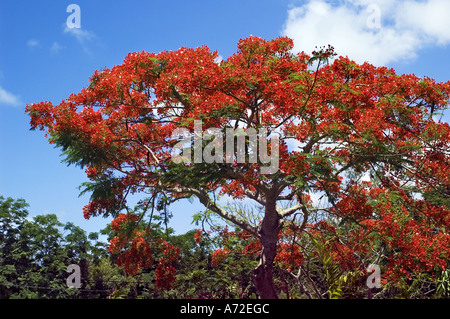 Royal Poinciana Baum in Blüte Stockfoto