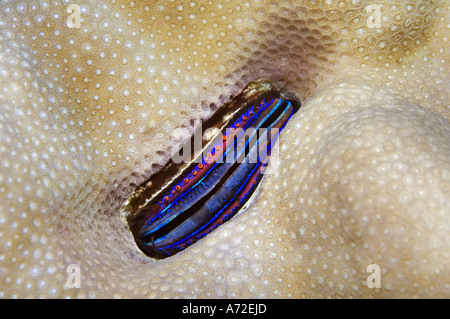 Jakobsmuschel Pedum spondyloidum Stockfoto