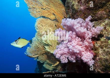 Drückerfische schwimmen in der Nähe von Gorgonien und rosa Weichkorallen Stockfoto