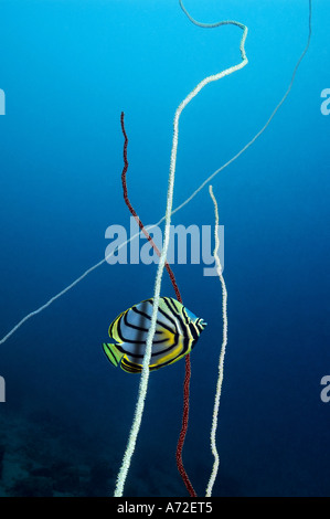 Meyers Butterflyfish zwischen Peitsche Korallen schwimmen Stockfoto