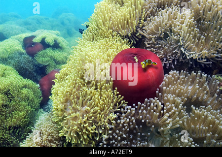 Kolonie der Seeanemone mit juveniler Clownfische Stockfoto