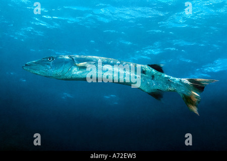 Barracuda Stockfoto