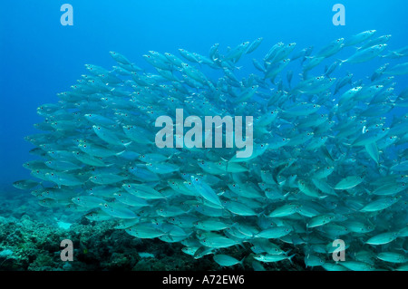 Schwarm von silbrige Fische Stockfoto