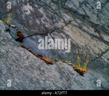 Flechten und Gräsern auf Felsen Stockfoto