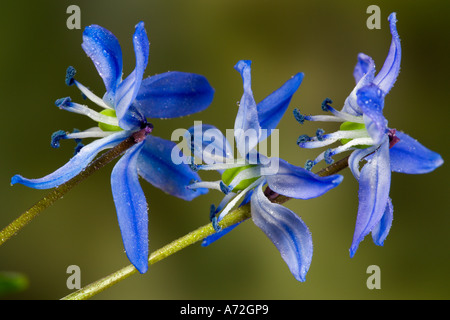 Scilla Siberica mit schönen Fokus Hintergrund Potton bedfordshire Stockfoto