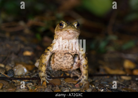 Gemeinsamen Kröte Bufo Bufo Nacht Warnung betrachten, auf große Fahrt in Richtung Teich Potton bedfordshire Stockfoto