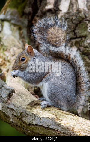 Graue Eichhörnchen Sciurus Carolinensis saß auf Ast mit Schweif Essen Potton bedfordshire Stockfoto