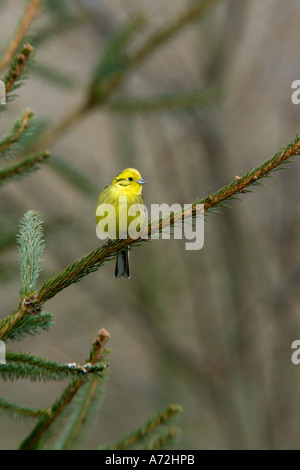 Goldammer Emberiza Citrinella thront in Weihnachtsbaum suchen alert Potton bedfordshire Stockfoto