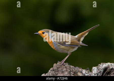 Robin Erithacus Rubecula saß auf Log suchen Warnung mit schönen entschärfen Hintergrund Potton bedfordshire Stockfoto