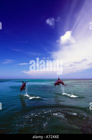 Zwei Bottlenose Delphine springen aus dem Wasser Karibik Stockfoto