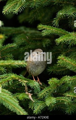 Heckenbraunelle Prunella Modularis thront in Kiefer suchen alert Potton bedfordshire Stockfoto
