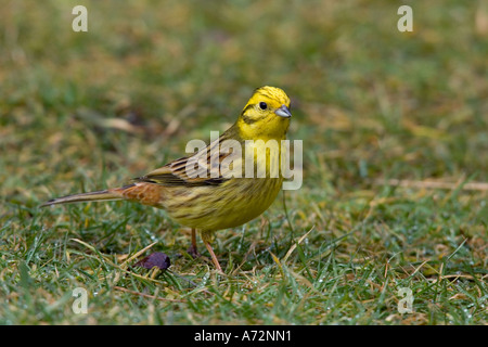 Goldammer Emberiza Citrinella stehend am Boden suchen alert Potton bedfordshire Stockfoto