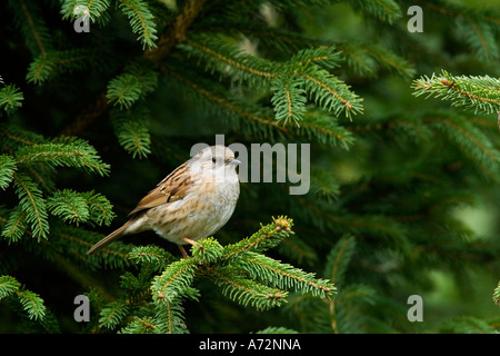 Heckenbraunelle Prunella Modularis thront in Kiefer suchen alert Potton bedfordshire Stockfoto