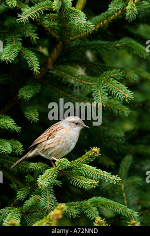 Heckenbraunelle Prunella Modularis thront in Kiefer suchen alert Potton bedfordshire Stockfoto