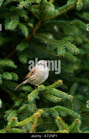 Heckenbraunelle Prunella Modularis thront in Kiefer suchen alert Potton bedfordshire Stockfoto