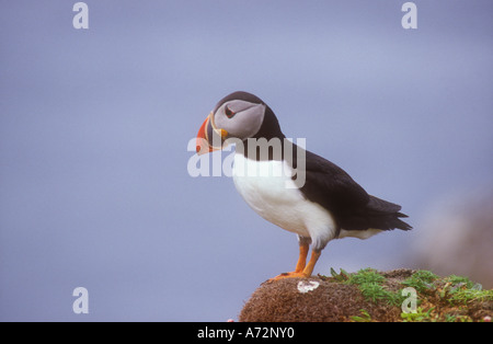 Papageitaucher ein klassisches portrait Stockfoto