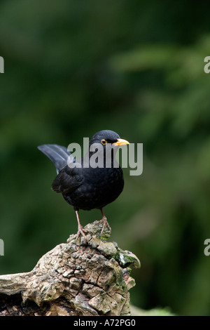 Amsel Turdus Merula thront auf Login Suche alert Potton bedfordshire Stockfoto