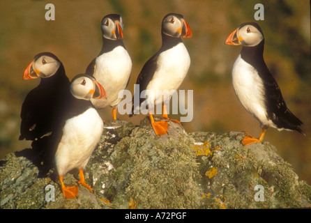 Papageitaucher eine klassische Gruppe auf einem Felsen Stockfoto