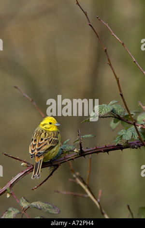 Goldammer Emberiza Citrinella gehockt Bramble alert klein in Frame Potton Bedfordshire suchen Stockfoto