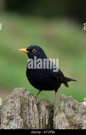 Amsel Turdus Merula gehockt Log Warnung mit schönen Fokus Hintergrund Potton Bedfordshire suchen Stockfoto