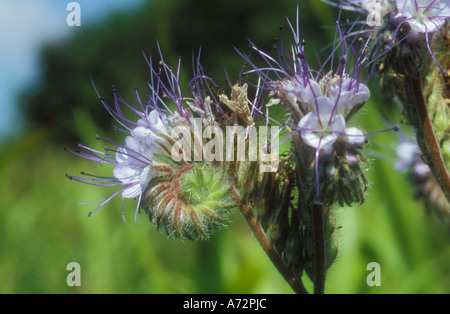 Phacelia Tanacetifolia in Nahaufnahme – reiche Nektarpflanze im Spiel Ernte Stockfoto
