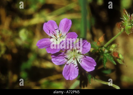 Holz-Storchschnabel in Nahaufnahme Stockfoto