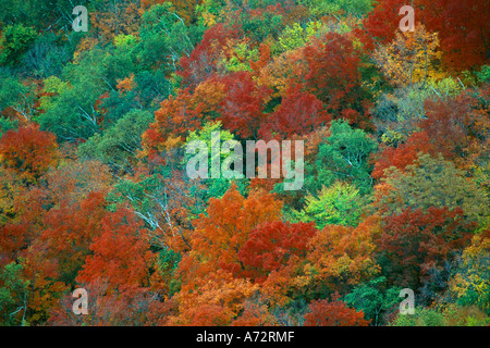 Herbstfärbung Saco Valley White Mountains New Hampshire USA Stockfoto