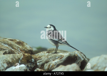 Trauerschnäpper Bachstelze auf Felsen mit wässrigen Hintergrund Stockfoto
