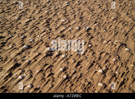 Kieselsteine am Strand Wind geblasen Wirral Merseyside England Stockfoto