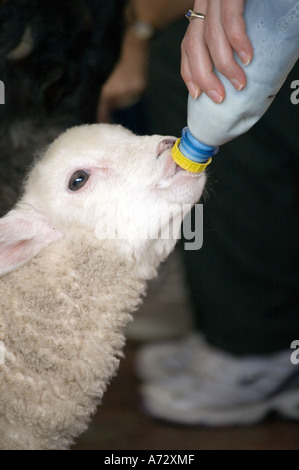 Touristen mit der Flasche füttern Baby Lämmer bei Sheepworld Norden Isalnd New zealand Stockfoto