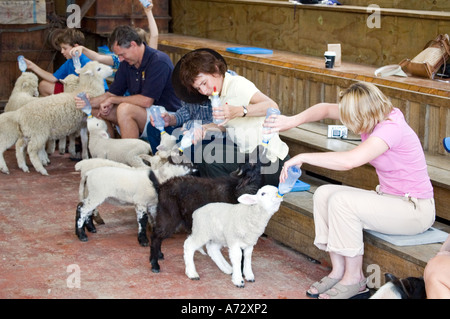 Touristen mit der Flasche füttern Baby Lämmer bei Sheepworld Norden Isalnd New zealand Stockfoto