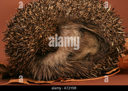 Ein Igel zusammengerollt in eine Kugel Stockfoto