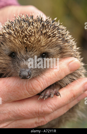 Igel in eine weibliche s Hand gehalten Stockfoto