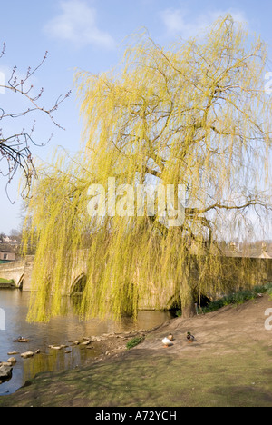 Willow Tree und alte steinerne Brücke in Bakewell Stockfoto