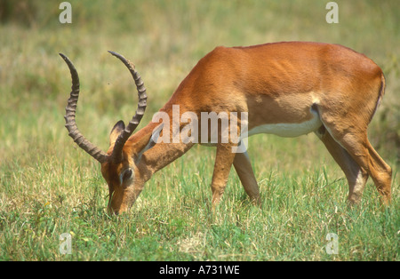 Impala zeigt die schön geformte Hörner Stockfoto