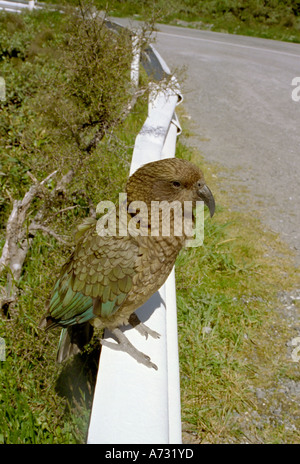 Ein Kea, Nestor Notabilis sitzt auf einer Leitplanke in Arthurs Pass Südinsel Neuseeland Stockfoto