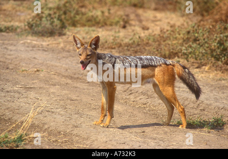 Silber oder schwarz unterstützt Schakal stehend auf Feldweg Stockfoto