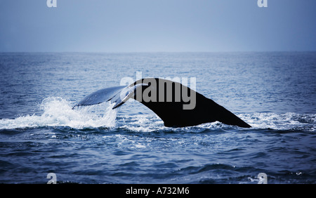 Whale Tail s Stockfoto