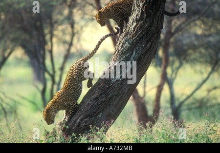 Leoparden nach unten abfallenden Baumstamm springen Stockfoto