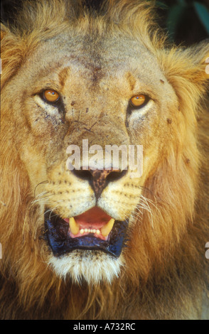 Männliche Löwen Gesicht in Nahaufnahme Stockfoto