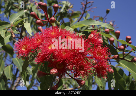 Blüten des rot blühenden Zahnfleisches, Corymbia ficifolia. Australien Stockfoto
