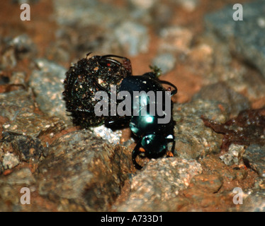 Mistkäfer, Santa Elena Rainforest Reserve, costarica Stockfoto